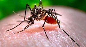 Maladies transmises par les moustiques : un risque à venir en Europe