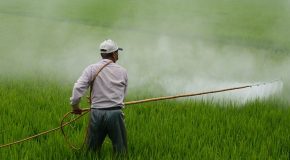 Pesticides interdits dans l’Union européenne : les aliments importés dans le viseur du gouvernement