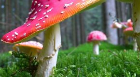 Biodiversité : les champignons aussi sont menacés