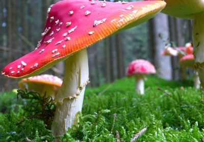 Biodiversité : les champignons aussi sont menacés