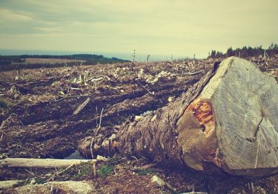 Déforestation importée : l’Union européenne veut interdire les importations destructrices