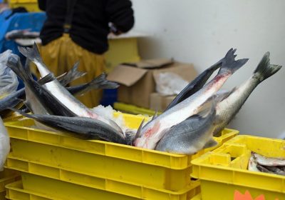 Pêche durable : le compte n’y est pas