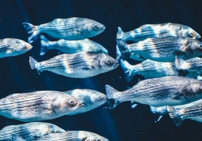 Ressources marines : coup d’arrêt à l’amélioration des stocks de poissons