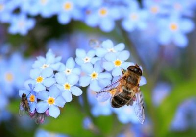 Pesticides tueurs d’abeilles : une interdiction enfin définitive !