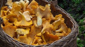 « Cueillette et consommation de champignons : attention aux risques d’intoxication ! »