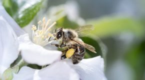 Mortalité des abeilles : l’agriculture intensive sur la sellette