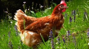 Grippe aviaire : des volailles confinées pourtant étiquetées « plein air »