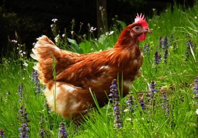 Grippe aviaire : des volailles confinées pourtant étiquetées « plein air »