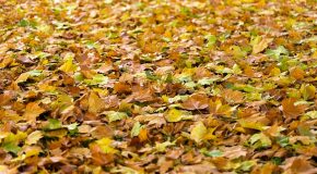 « Feuilles mortes : gare à l’amende si vous les brûlez dans votre jardin ! »