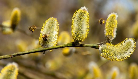 #allergie-pollen-arbre
