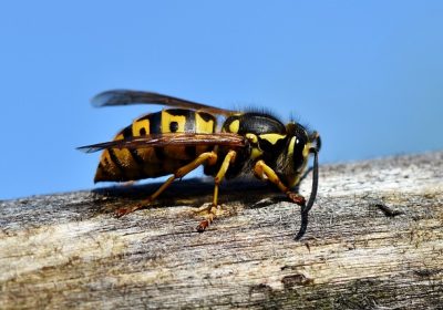 Espèces exotiques envahissantes : de coûteuses invasions