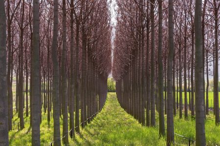 forêt-paulownia