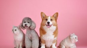Animaux de compagnie : pourquoi il faut utiliser un antiparasitaire adapté