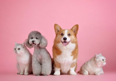 Animaux de compagnie : pourquoi il faut utiliser un antiparasitaire adapté