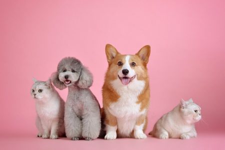 #animaux-compagnie
