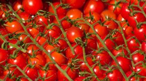 Pesticides : de nombreux résidus dans les tomates espagnoles et marocaines