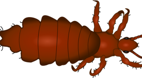 Produits anti-poux : les fausses promesses des traitements express