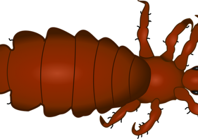 Produits anti-poux : les fausses promesses des traitements express